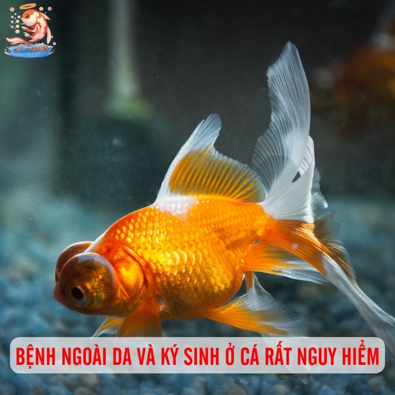 Bệnh Ngoài Da & Ký Sinh Ở Cá Cảnh: Nhận Biết & Xử Lý Triệt Để 1 Bệnh ngoài da & ký sinh ở cá rất nguy hiểm