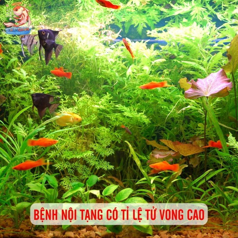 Nhận Biết & Phòng Trị Bệnh Nội Tạng, Vi Khuẩn Ở Cá Cảnh 1 Tốc độ tiến triển nhanh và tỉ lệ tử vong cao