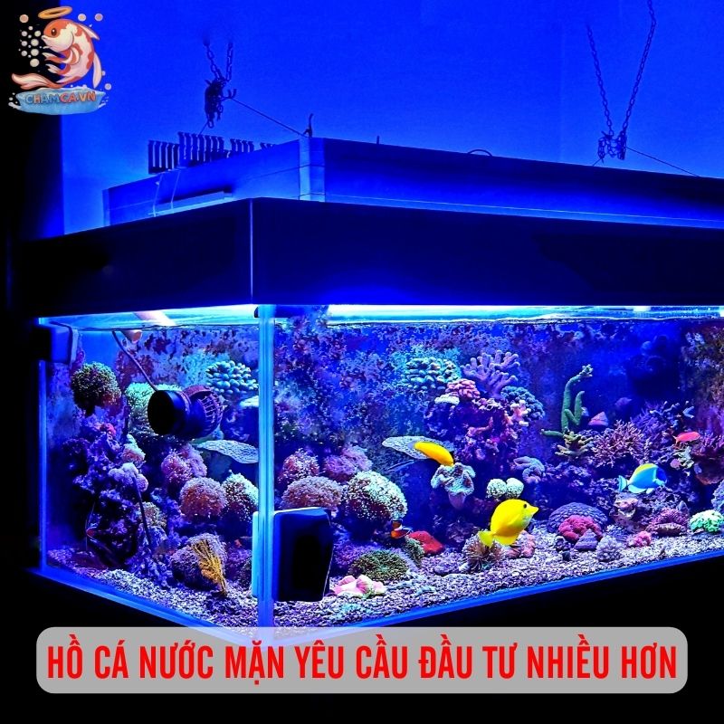 Nên Bắt Đầu Từ Cá Cảnh Nước Ngọt Hay Nước Mặn Để Một Phát Ăn Ngay? 1 Cá cảnh nước mặn cần đầu tư nhiều
