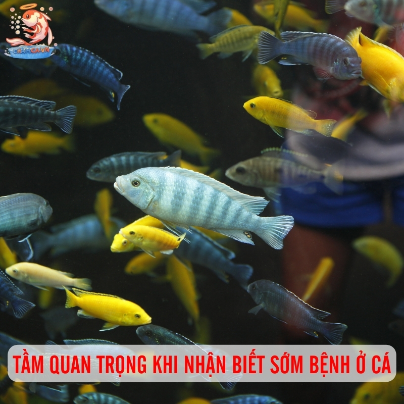 Dấu Hiệu Cá Bị Bệnh & Cách Xử Lý Hiệu Quả Cho Người Nuôi 1 Tầm quan trọng khi nhận biết bệnh sớm ở cá