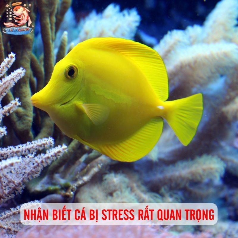 Dấu Hiệu Stress Ở Cá Cảnh - Cách Nhận Biết Và Xử Lý Kịp Thời 1 Tầm quan trọng của việc nhận biết stress ở cá