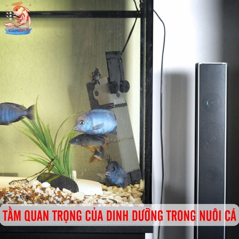 Dinh Dưỡng Cho Cá Cảnh Chuẩn Khoa Học Để Cá Luôn Khoẻ 1 Tầm quan trọng của dinh dưỡng trong nuôi cá