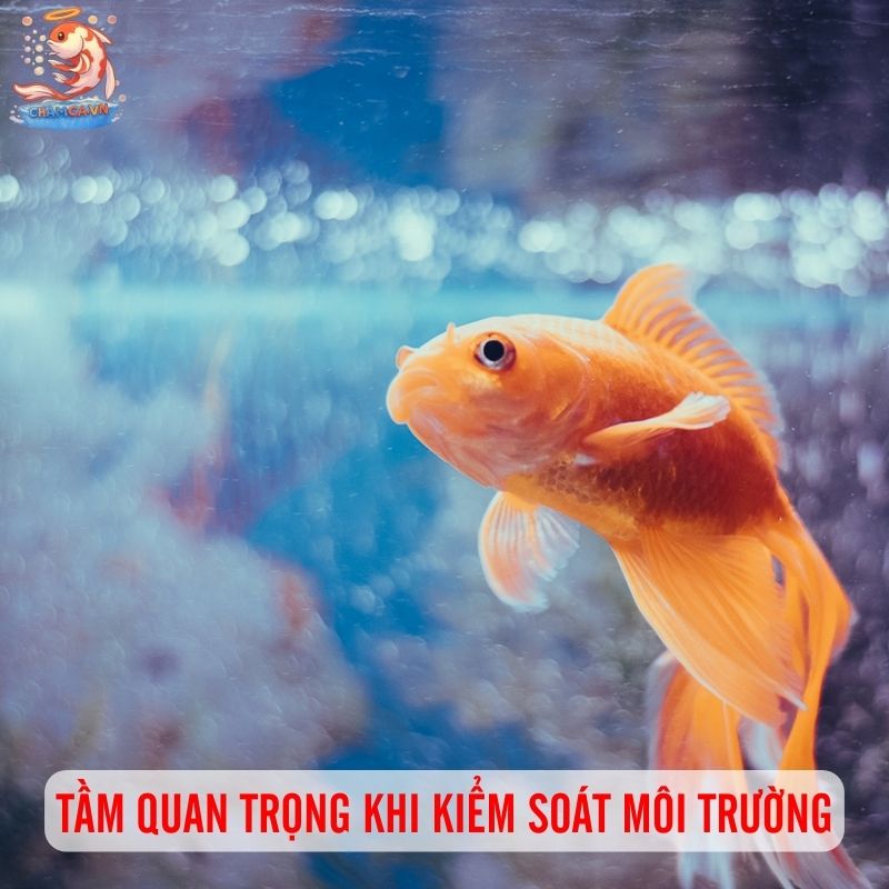 Môi Trường Ổn Định - Yếu Tố Sống Còn Cho Cá Cảnh Khỏe Mạnh 1 Tầm quan trọng của việc kiểm soát môi trường sống