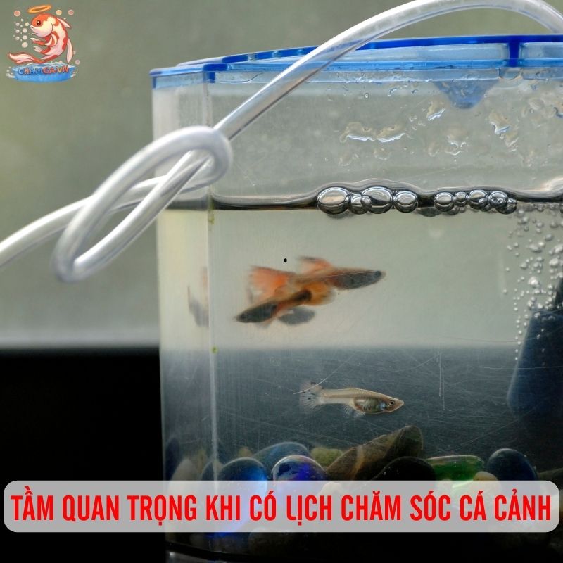 Hướng Dẫn Lịch Trình Chăm Sóc Hồ Cá Từ A–Z Cho Người Nuôi Mới 1 Tầm quan trọng của lịch trình chăm sóc cá cảnh