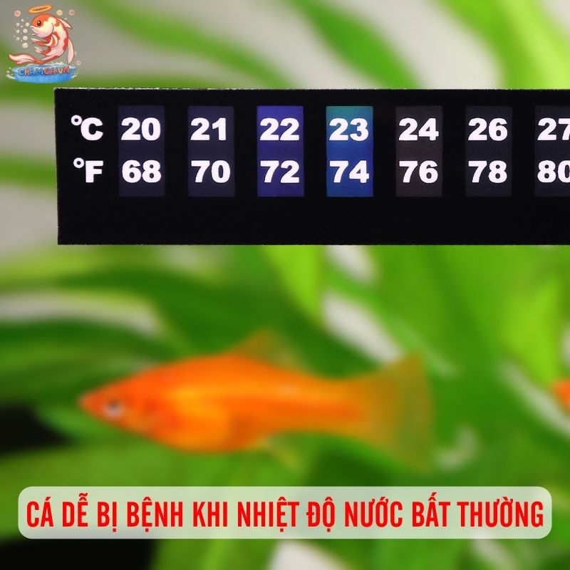 Cân Chỉnh Nhiệt Độ & Oxy Trong Hồ Để Cá Luôn Vui Khoẻ 1 Cá dễ bệnh khi nhiệt độ nước thay đổi thất thường