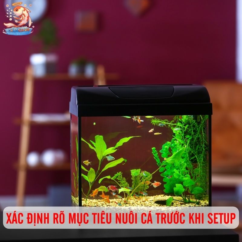 Bí Quyết Giúp Setup Hồ Cá Cảnh Đẹp & Tiết Kiệm Nhất 1 Xác định rõ mục tiêu nuôi cá trước khi setup