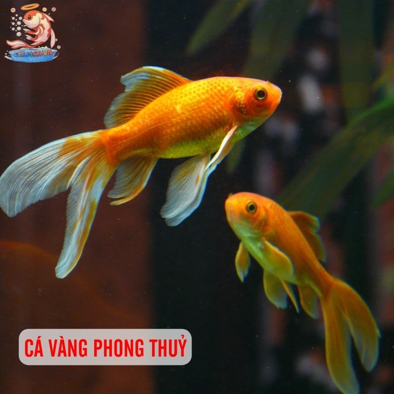 Top 30 Loài Cá Cảnh Phong Thủy Mang Tài Lộc & Bình An Cho Gia Chủ 1 Cá vàng phong thuỷ
