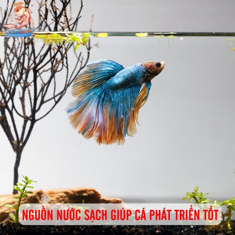 Cách Xử Lý Nước Hồ Cá Chuẩn Chỉnh Nhất Để Cá Sống Khoẻ 1 Nguồn nước sạch giúp cá phát triển tốt