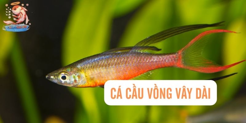 Top 30 Loài Cá Cảnh Bơi Theo Đàn Đẹp Mắt Dành Cho Mọi Loại Hồ 10 Cá Cầu Vồng vây dài