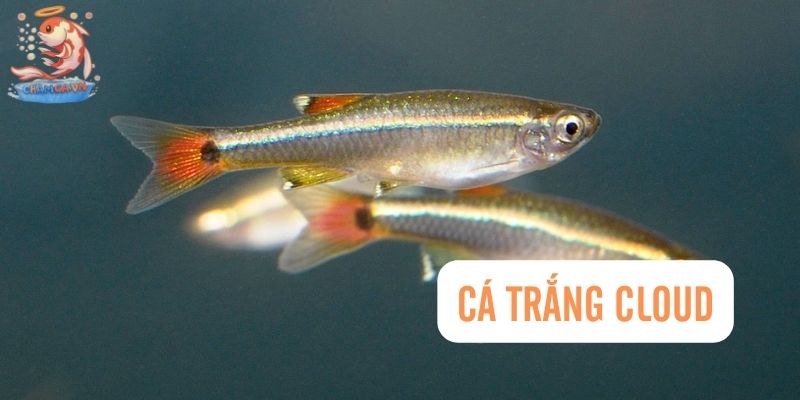 Top 30 Loài Cá Cảnh Dễ Nuôi - Gợi Ý Cho Người Mới Với Hồ Nhỏ 10 Cá trắng Cloud