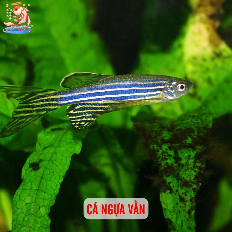 TOP 10 Loại Cá Cảnh Dễ Chăm Nhất Cho Người Mới 9 Cá ngựa vằn