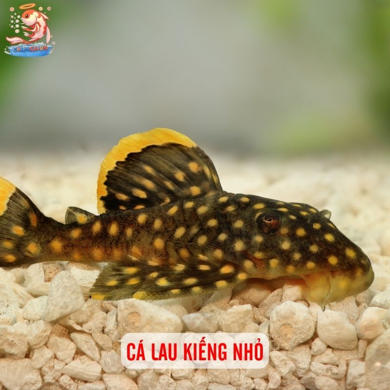 TOP 10 Loại Cá Cảnh Dễ Chăm Nhất Cho Người Mới 10 Cá lau kiếng nhỏ