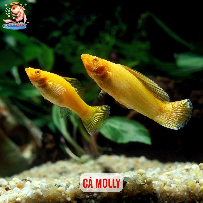 TOP 10 Loại Cá Cảnh Dễ Chăm Nhất Cho Người Mới 2 Cá molly