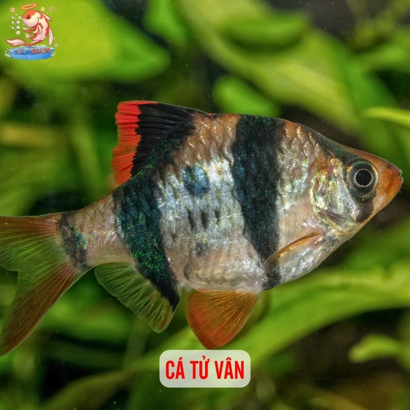 TOP 10 Loại Cá Cảnh Dễ Chăm Nhất Cho Người Mới 4 Cá tứ vân