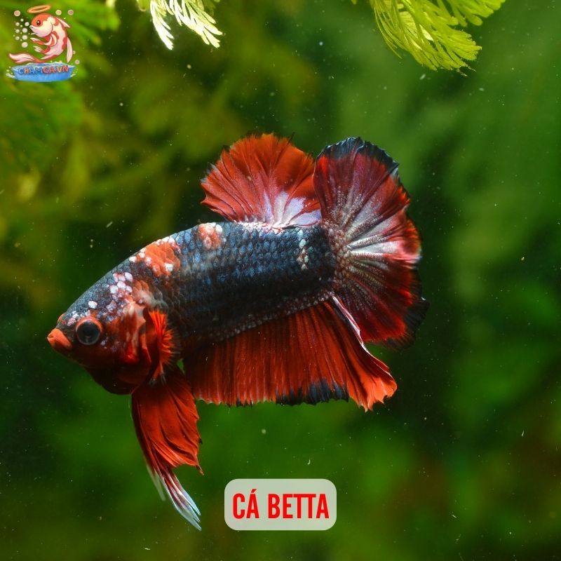 TOP 10 Loại Cá Cảnh Dễ Chăm Nhất Cho Người Mới 5 Cá Betta