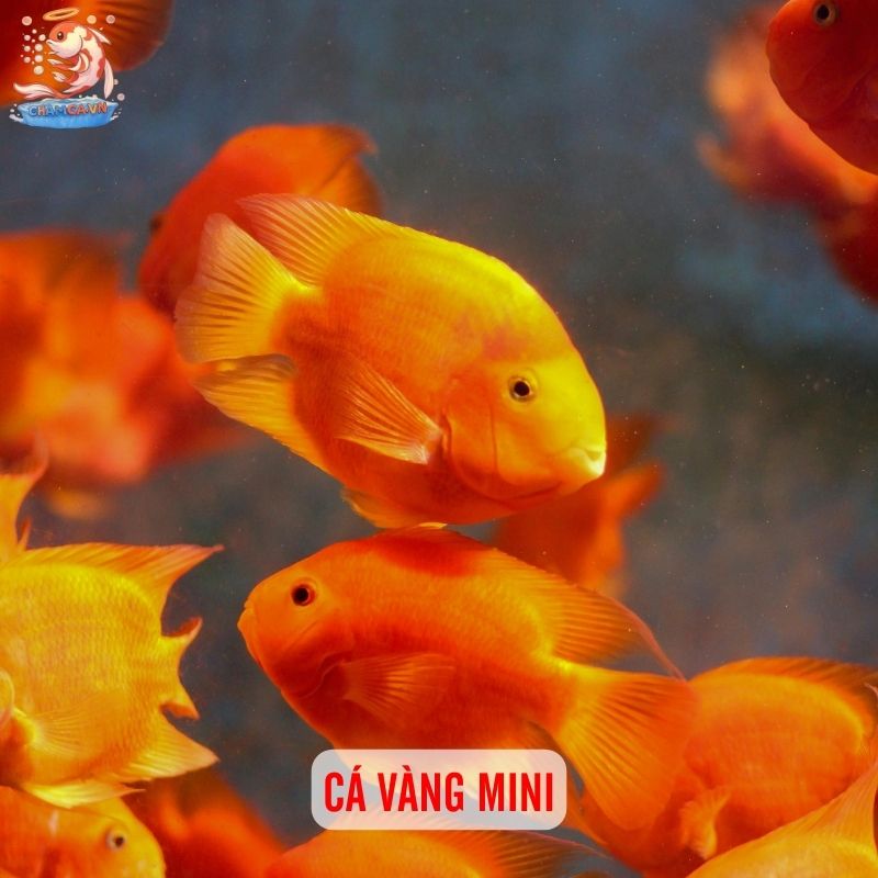 TOP 10 Loại Cá Cảnh Dễ Chăm Nhất Cho Người Mới 6 Cá vàng mini