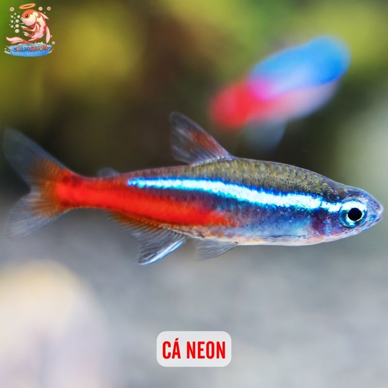 TOP 10 Loại Cá Cảnh Dễ Chăm Nhất Cho Người Mới 7 Cá neon