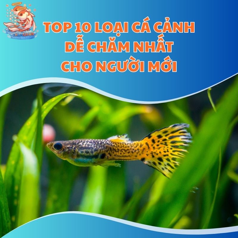 10 loai ca canh de cham nhat