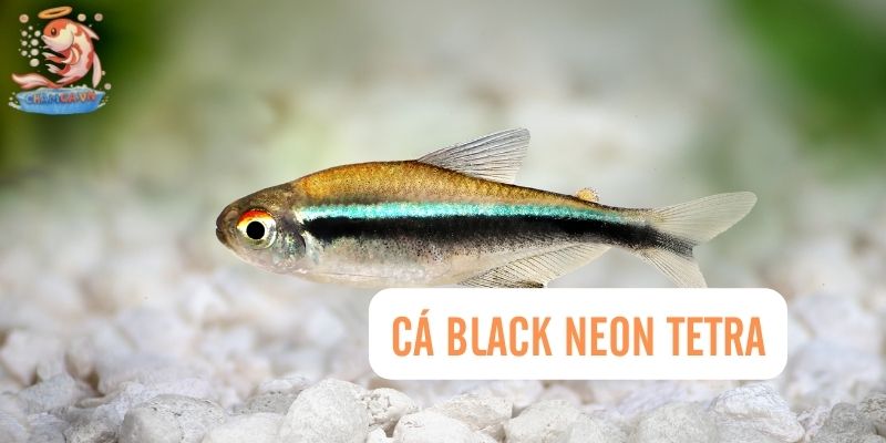 Top 30 Loài Cá Cảnh Bơi Theo Đàn Đẹp Mắt Dành Cho Mọi Loại Hồ 11 Cá Black Neon Tetra