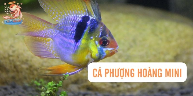 Top 30 Loài Cá Cảnh Dễ Nuôi - Gợi Ý Cho Người Mới Với Hồ Nhỏ 11 Cá phượng hoàng mini