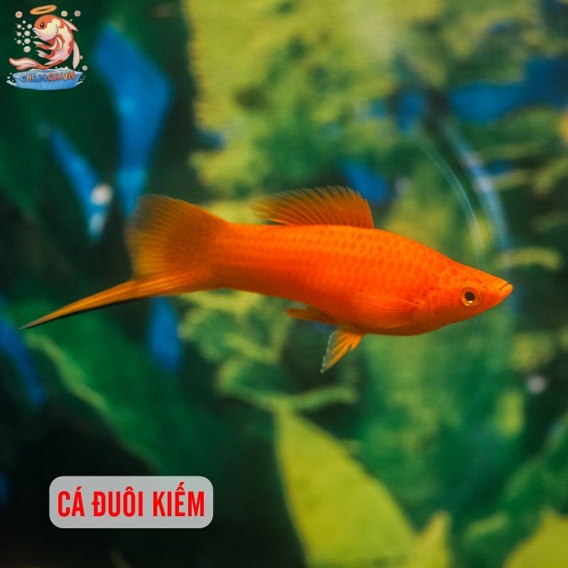 Top 30 Loài Cá Cảnh Phong Thủy Mang Tài Lộc & Bình An Cho Gia Chủ 10 Cá đuôi kiếm