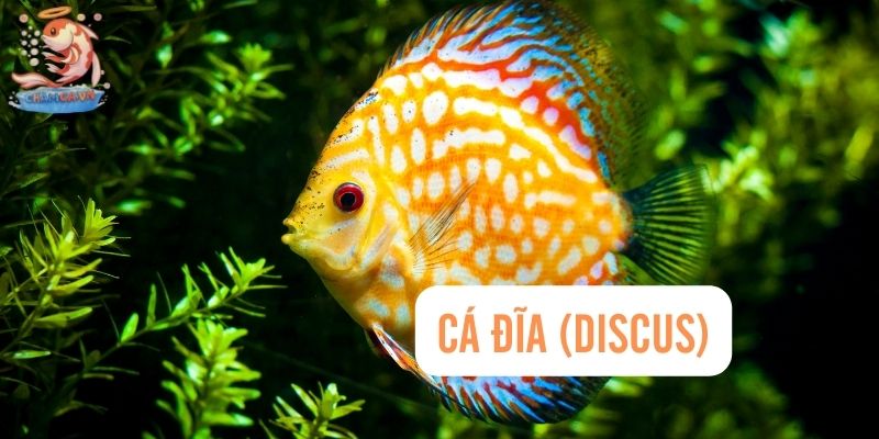 Top 30 Loài Cá Cảnh Bơi Theo Đàn Đẹp Mắt Dành Cho Mọi Loại Hồ 12 Cá Đĩa