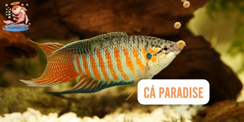 Top 30 Loài Cá Cảnh Dễ Nuôi - Gợi Ý Cho Người Mới Với Hồ Nhỏ 12 Cá Paradise