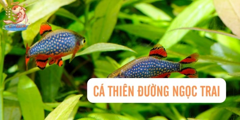 Top 30 Loài Cá Cảnh Bơi Theo Đàn Đẹp Mắt Dành Cho Mọi Loại Hồ 13 Cá Thiên Đường Ngọc Trai