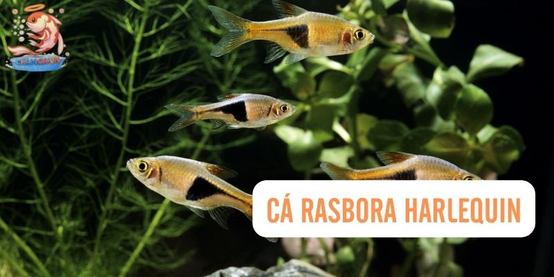 Top 30 Loài Cá Cảnh Dễ Nuôi - Gợi Ý Cho Người Mới Với Hồ Nhỏ 13 Cá trắng Rasbora