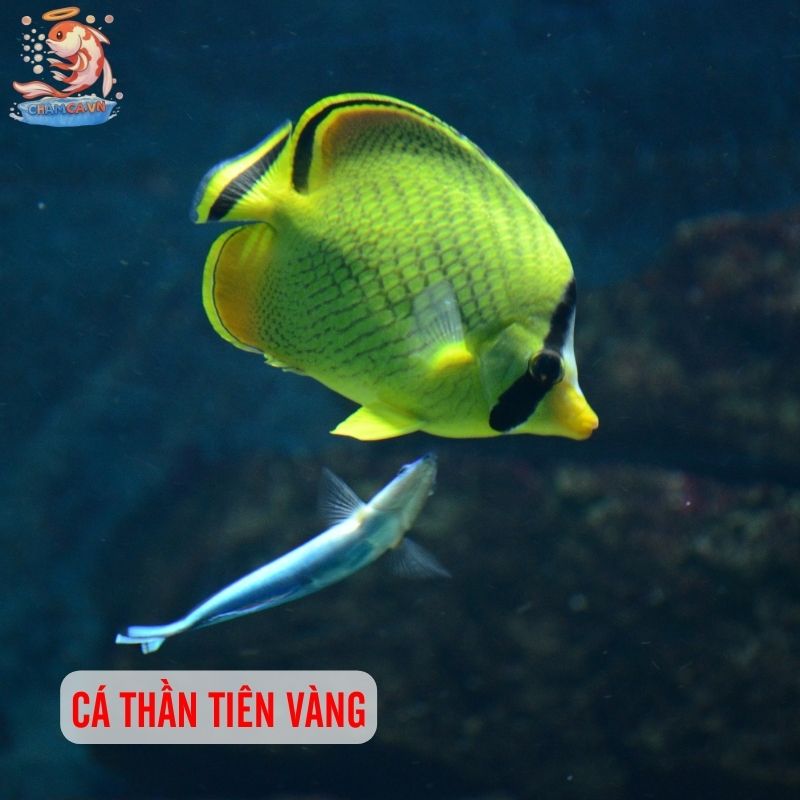 Top 30 Loài Cá Cảnh Phong Thủy Mang Tài Lộc & Bình An Cho Gia Chủ 12 Cá thần tiên vàng