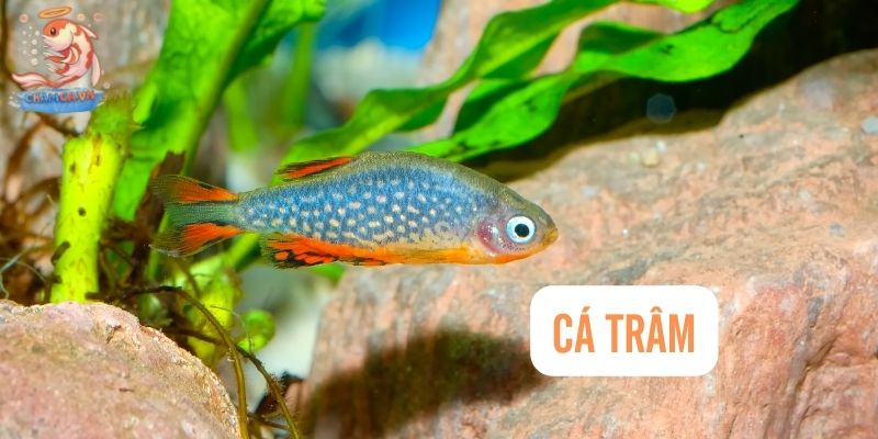 Top 30 Loài Cá Cảnh Dễ Nuôi - Gợi Ý Cho Người Mới Với Hồ Nhỏ 14 Cá trâm