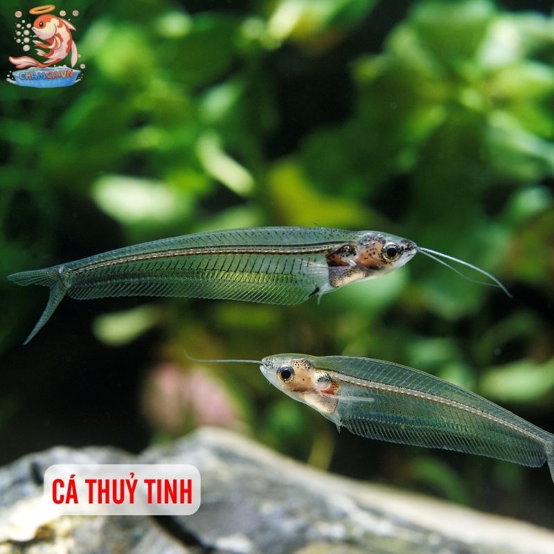 Top 30 Loài Cá Cảnh Phong Thủy Mang Tài Lộc & Bình An Cho Gia Chủ 13 Cá thủy tinh