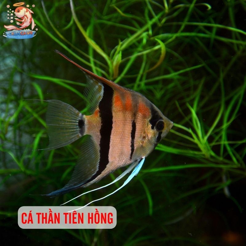 Top 30 Loài Cá Cảnh Phong Thủy Mang Tài Lộc & Bình An Cho Gia Chủ 14 Cá thần tiên hồng