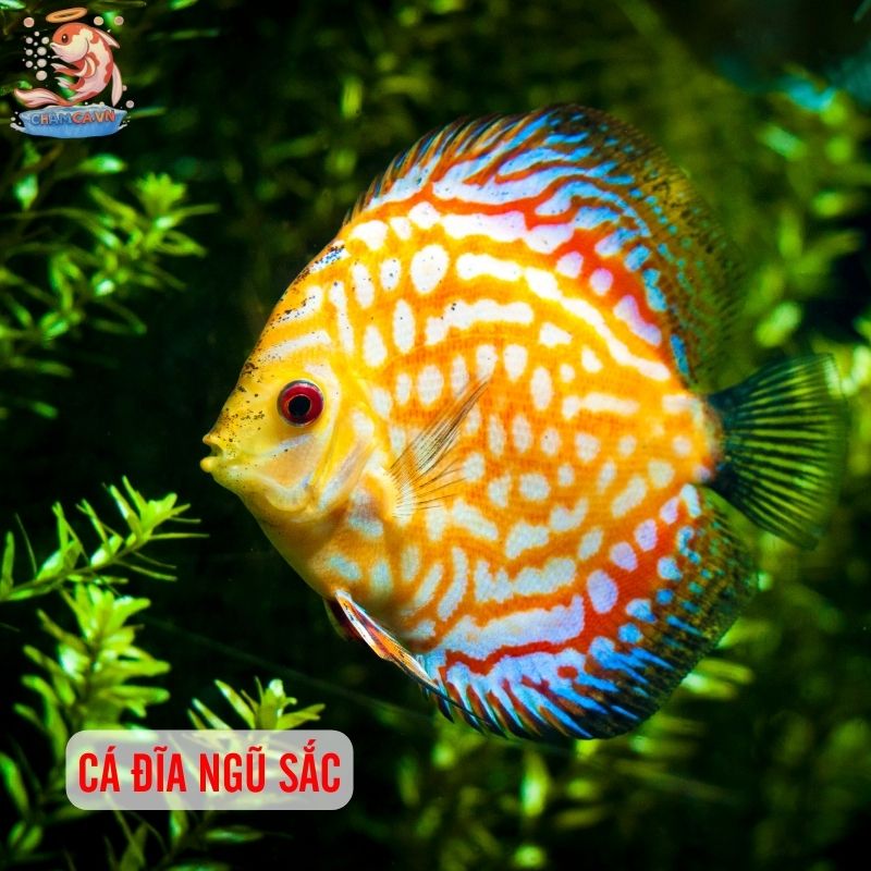 Top 30 Loài Cá Cảnh Phong Thủy Mang Tài Lộc & Bình An Cho Gia Chủ 15 Cá dĩa ngũ sắc