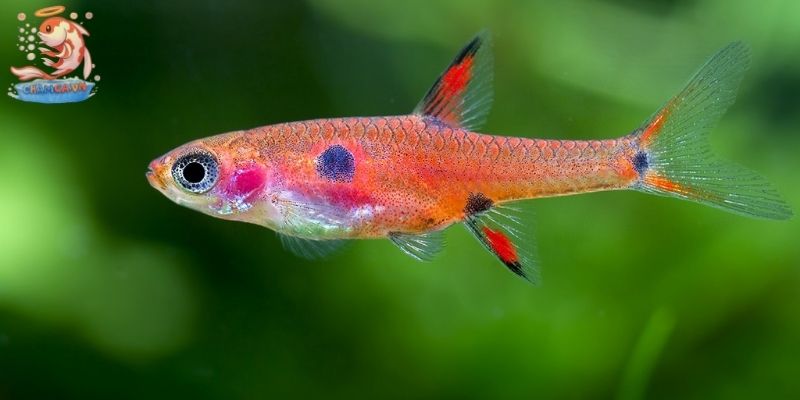 Top 30 Loài Cá Cảnh Bơi Theo Đàn Đẹp Mắt Dành Cho Mọi Loại Hồ 17 Cá Rasbora lùn