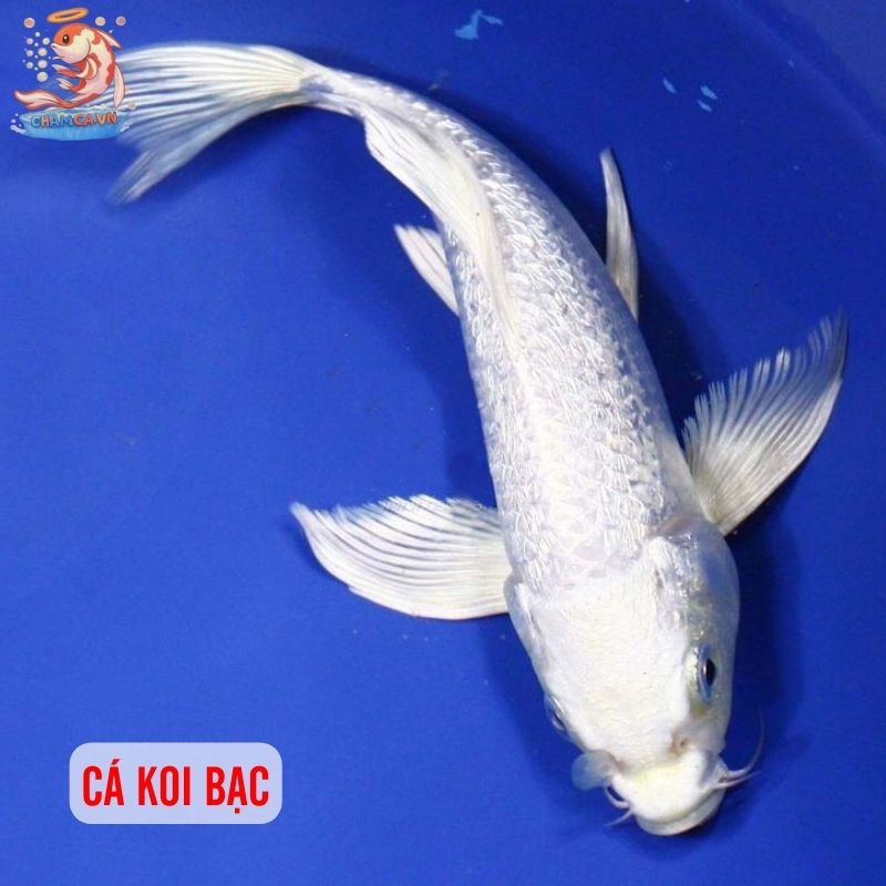 Top 30 Loài Cá Cảnh Phong Thủy Mang Tài Lộc & Bình An Cho Gia Chủ 16 Cá Koi bạc