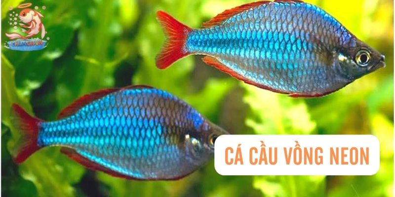 Top 30 Loài Cá Cảnh Bơi Theo Đàn Đẹp Mắt Dành Cho Mọi Loại Hồ 18 Cá Cầu Vồng Neon Rainbow