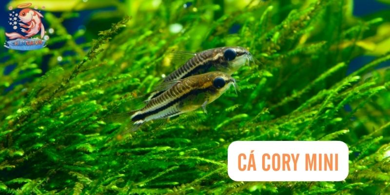 Top 30 Loài Cá Cảnh Dễ Nuôi - Gợi Ý Cho Người Mới Với Hồ Nhỏ 18 Cá Cory mini