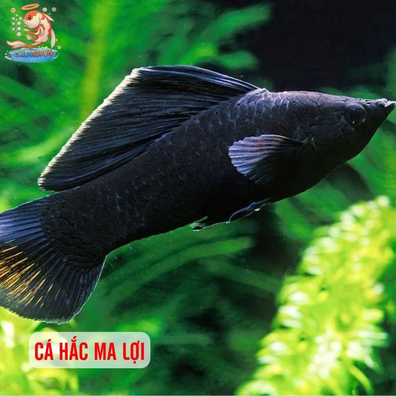 Top 30 Loài Cá Cảnh Phong Thủy Mang Tài Lộc & Bình An Cho Gia Chủ 17 Cá Hắc Ma Lợi