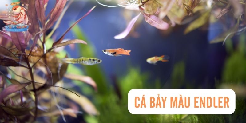 Top 30 Loài Cá Cảnh Dễ Nuôi - Gợi Ý Cho Người Mới Với Hồ Nhỏ 19 Cá bảy màu Endler