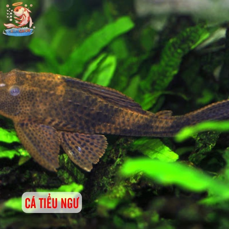 Top 30 Loài Cá Cảnh Phong Thủy Mang Tài Lộc & Bình An Cho Gia Chủ 18 Cá tiểu ngư