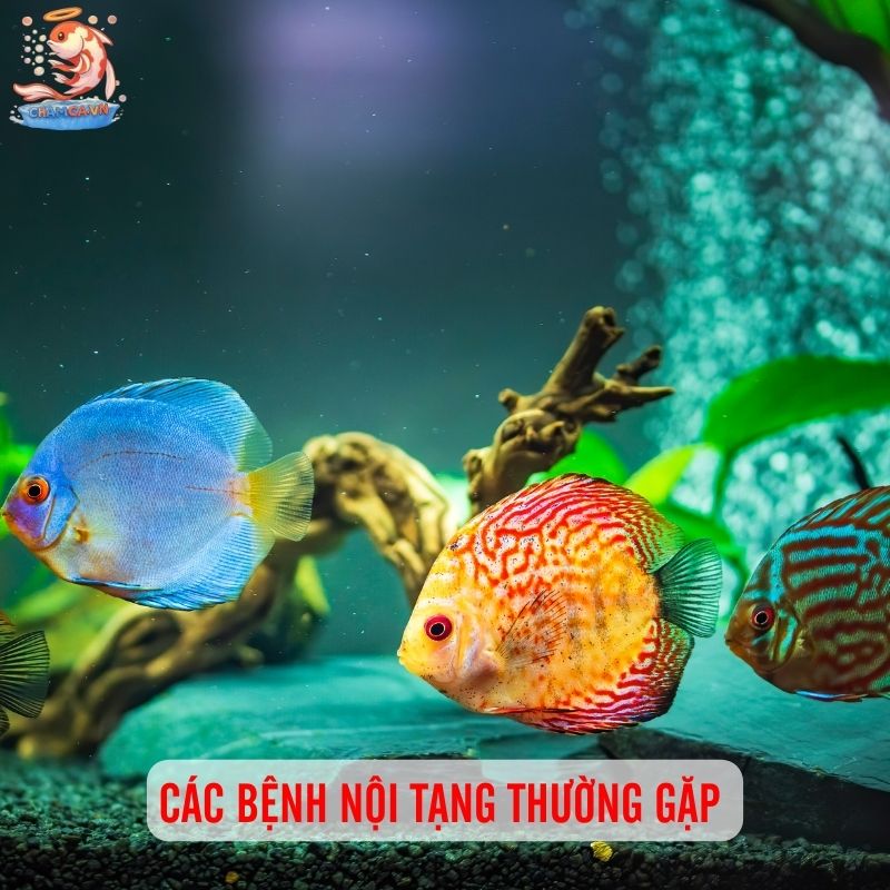 Nhận Biết & Phòng Trị Bệnh Nội Tạng, Vi Khuẩn Ở Cá Cảnh 2 Các bệnh nội tạng và vi khuẩn phổ biến ở cá cảnh