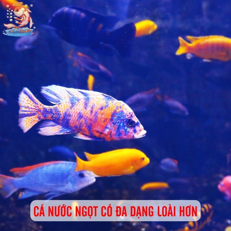 Nên Bắt Đầu Từ Cá Cảnh Nước Ngọt Hay Nước Mặn Để Một Phát Ăn Ngay? 2 Cá cảnh nước ngọt có đa dạng loài