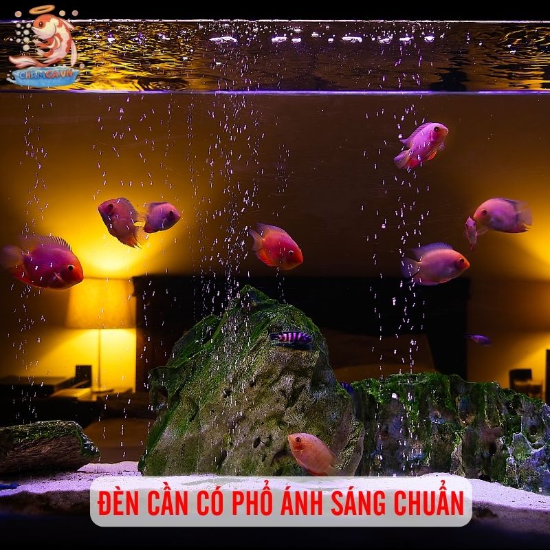 Cách Chọn Đèn LED Cho Hồ Cá Chuẩn Để Cá Lên Màu Đẹp & Khoẻ 2 Đèn cần có phồ ánh sáng phù hợp