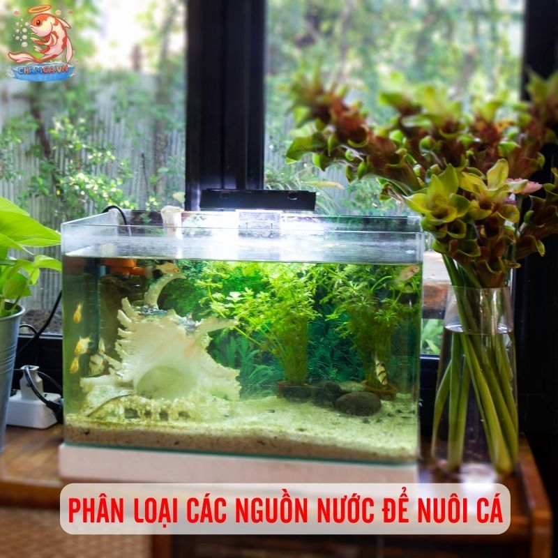 Chọn Nước Cho Hồ Cá Chuẩn Để Cá Phát Triển Tốt Nhất 2 Phân loại nguồn nước dùng cho hồ cá