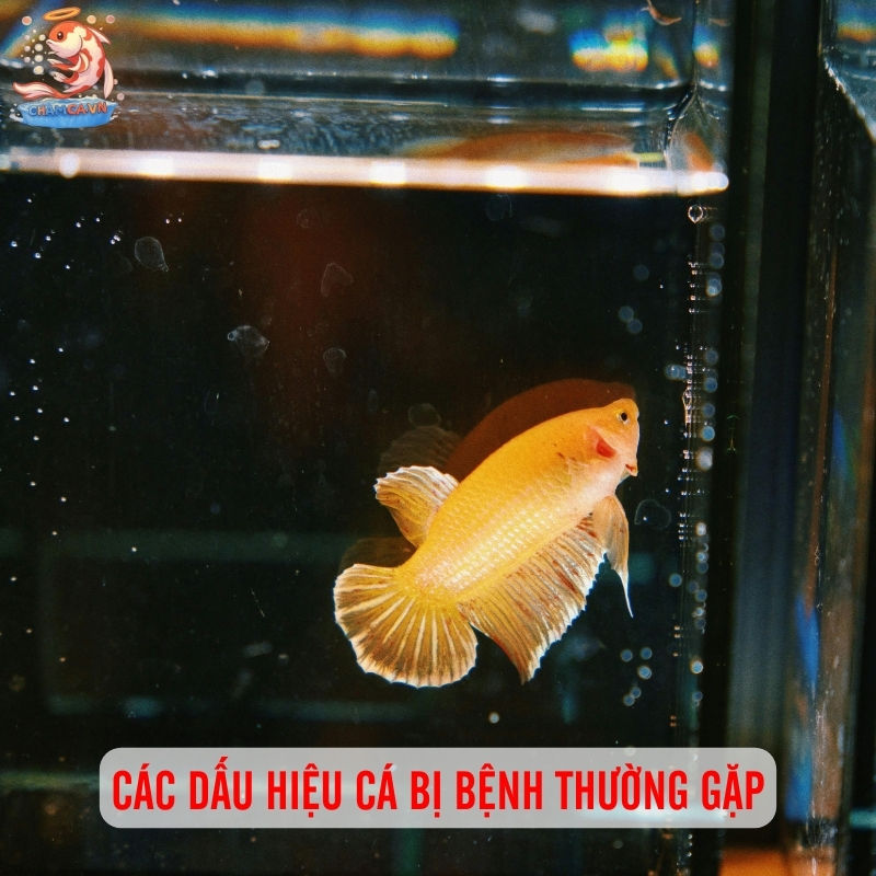 Dấu Hiệu Cá Bị Bệnh & Cách Xử Lý Hiệu Quả Cho Người Nuôi 2 Các dấu hiệu cá bị bệnh thường gặp