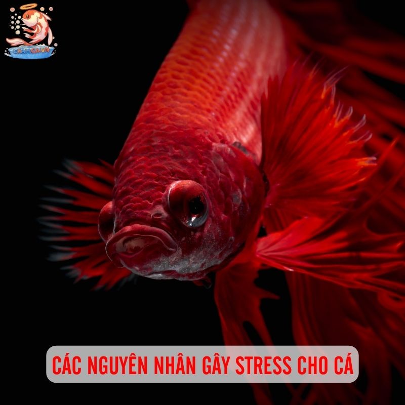 Dấu Hiệu Stress Ở Cá Cảnh - Cách Nhận Biết Và Xử Lý Kịp Thời 2 Nguyên nhân gây stress cho cá