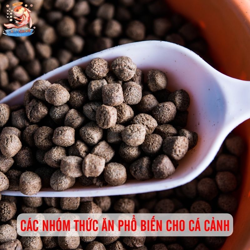 Dinh Dưỡng Cho Cá Cảnh Chuẩn Khoa Học Để Cá Luôn Khoẻ 2 Các nhóm thức ăn cho cá