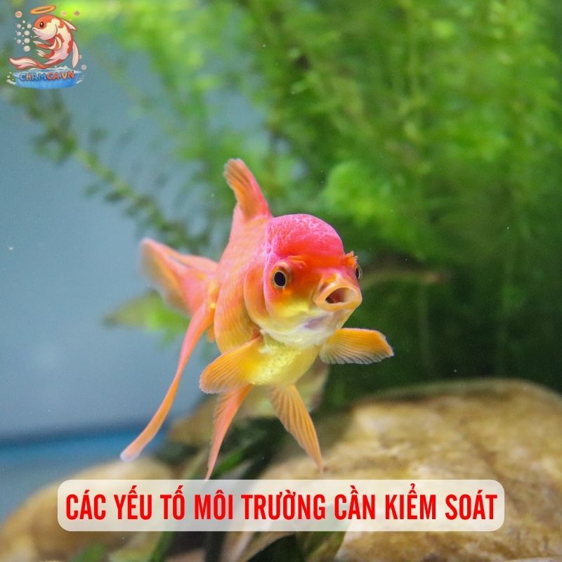 Môi Trường Ổn Định - Yếu Tố Sống Còn Cho Cá Cảnh Khỏe Mạnh 2 Các yếu tố môi trường cần kiểm soát