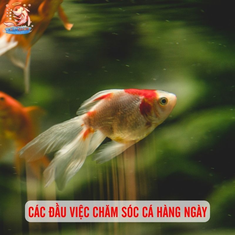 Hướng Dẫn Lịch Trình Chăm Sóc Hồ Cá Từ A–Z Cho Người Nuôi Mới 2 Các đầu việc cần làm khi chăm sóc cá hàng ngày